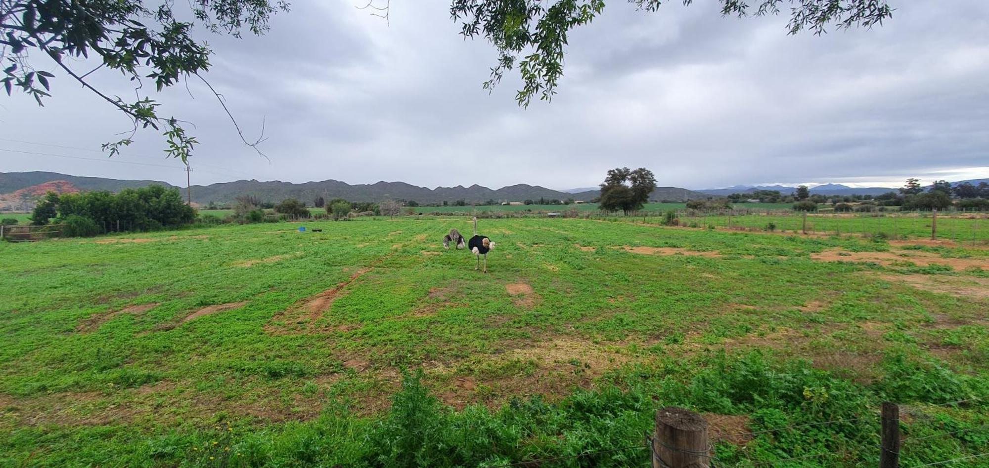 Karoo Leeu Self Catering Βίλα Oudtshoorn Εξωτερικό φωτογραφία