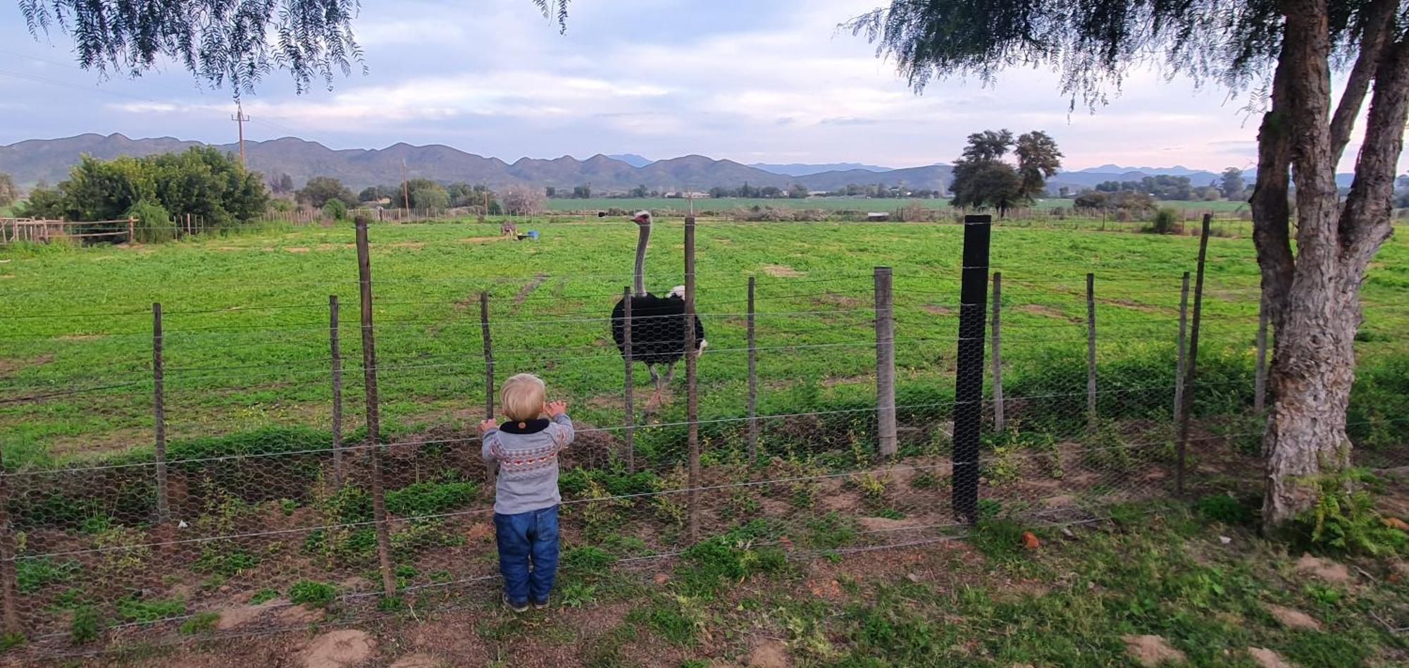 Karoo Leeu Self Catering Βίλα Oudtshoorn Εξωτερικό φωτογραφία