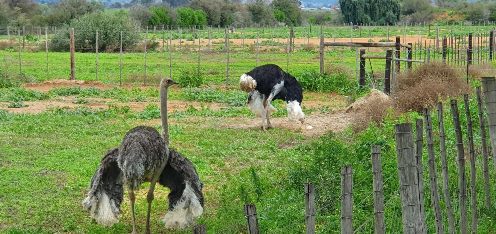 Karoo Leeu Self Catering Βίλα Oudtshoorn Εξωτερικό φωτογραφία